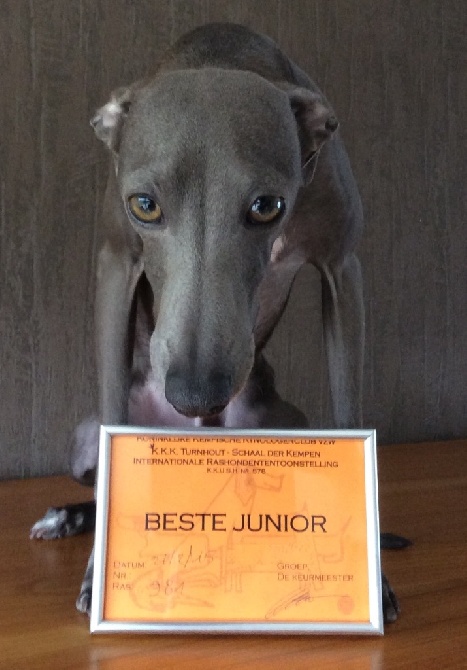 Cana Del Vento - Meilleur jeune male - Meilleur Junior - dog show Hoogstraten