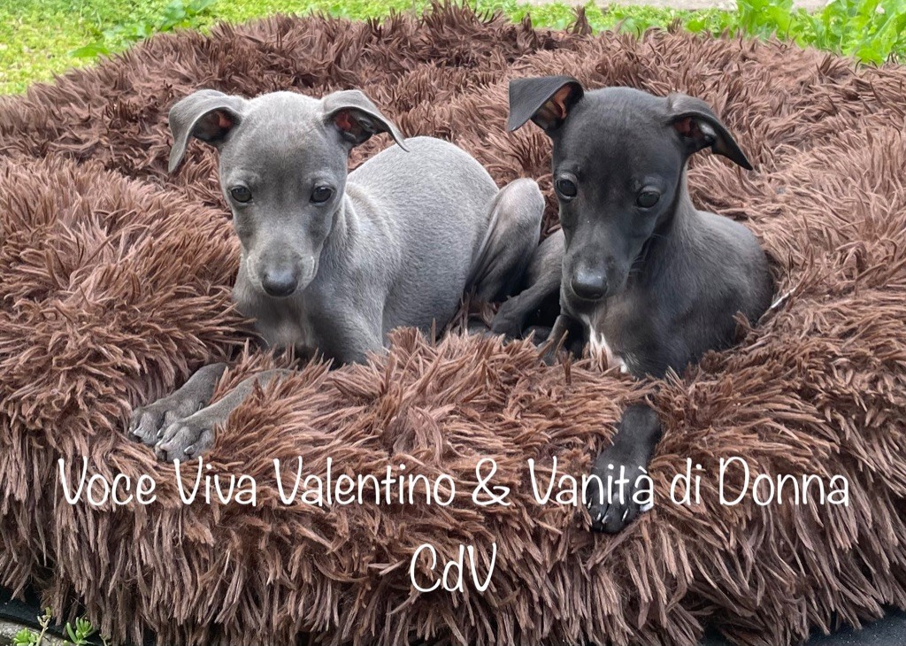CH. Voce viva valentino Cana Del Vento